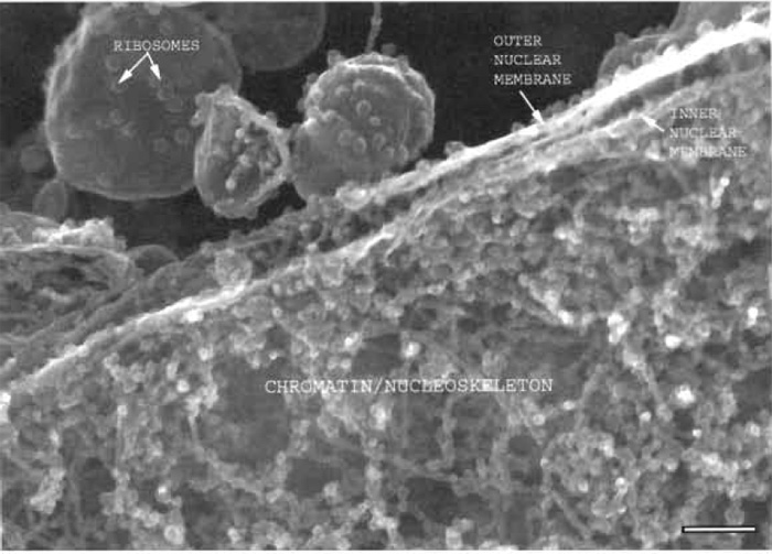 FIGURE 1 Xenopus nuclear assembly egg extract spun onto a silicon chip, fixed, frozen, and sandpapered while frozen showing a section through the edge of a nucleus where the two membranes of the nuclear envelope can be seen, as well as the chromatin and nucleoskeletal fibres on the nuclear interior. Bar: 125 nm.