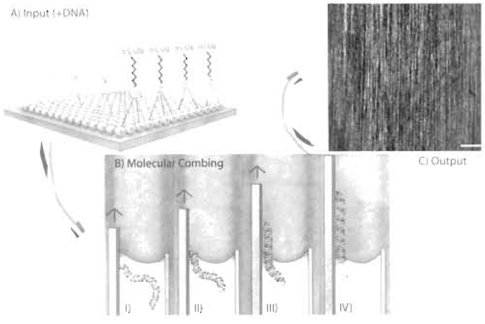 FIGURE 2 At the core of molecular combing is the silanised coverslip (A). An organic monolayer is covalently attached to inorganic glass via Si groups. At the terminal end of the carbon chains reside vinyl groups. It is a combination of the hydrophobic nature of the silanised glass and the terminal vinyl groups, which allow all the following processes of molecular combing to occur (B). DNA in solution attach to the coverslip by a free-end only (I). As the coverslip is removed from the reservoir, a meniscus is formed due to the interaction between the hydrophobic surface and the liquid DNA solution (II). This meniscus provides a constant force along the length of the DNA that yields evenly stretched molecules irrespective of sequence content (III). When the DNA is completely removed from the reservoir, it is immobilised in its stretched form (IV). The end product is a surface that is coated by stretched single DNA molecules (C). Bar: 20 µm.