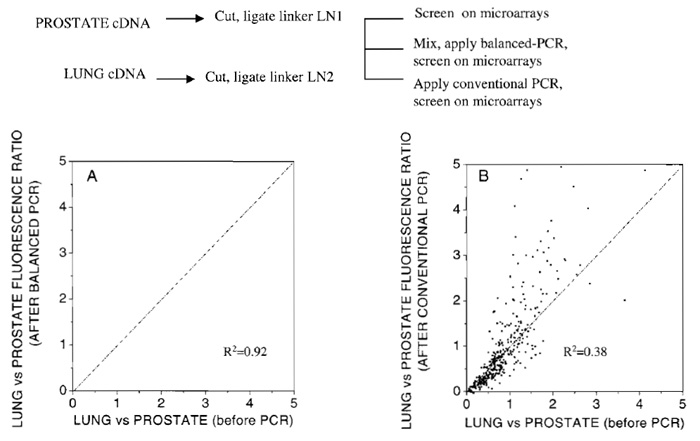 FIGURE 2 Comparison of relative expression of lung vs prostate tissue on microarrays before and after PCR amplification. (A) Amplification conducted using the current balanced PCR method. (B) Amplification conducted by performing conventional PCR, separately on lung and prostate cDNA samples.