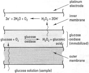 Underlying principles of a glucose electrode.