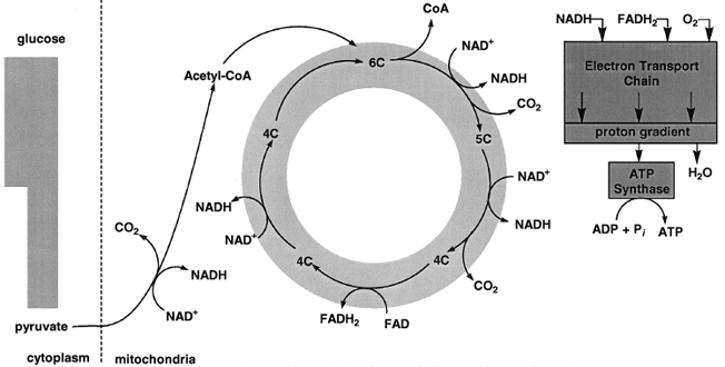 A view of the oxidation of pyruvate. The oxidation of pyruvate generates three CO2, four NADH, and one FADH2. The oxidation of NADH and FADH2 by the mitochondrial electron transport chain is exergonic and provides most of the energy for ATP synthesis.
