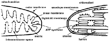7 Diagrams of the structures of mitochondria and chloroplasts. The inner membrane of mitochondria and the thylakoid membrane of chloroplasts contain the electron transport chains and ATP synthases. Note that the orientation of the inner membrane is opposite that of the thylakoid membrane.