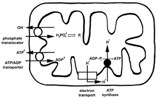 ATP, ADP, and Pi transport in mitochondria. ATP is formed inside mitochondria. Most of the ATP is exported to the cytoplasm where it is cleaved to ADP and Pi. The mitochondrial inner membrane contains specific proteins that mediate not only ATP release coupled to ADP uptake, but also Pi uptake linked to hydroxide ion (OH−) release.