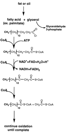 Oxidation of fatty acids. Fats and oils are hydrolyzed to form glycerol and fatty acids. CoA derivatives of the fatty acids are oxidized in mitochondria by NAD+ and FAD to β-oxo-derivatives. CoA cleaves these derivatives to yield acetyl CoA and a fatty acid CoA molecule that is two carbons shorter. The process continues until the fatty acid CoA molecule that is two carbons shorter. The process continues until the fatty acid has been completely converted to acetyl CoA. The acetyl moiety is oxidized in the citric acid cycle to CO2 and water. The complete oxidation of a fatty acid of about the same molecular weight of glucose yields four times more ATP than that of glucose.
