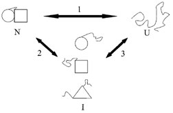 Illustration of cooperative vs. noncooperative unfolding transitions. If the native state of a protein (N) is denatured inT<sub>o</sub> = ΔS<sub>o</sub> the unfolded state (U) in a single transition (pathway 1), then it is a two-state or cooperative unfolding transition. Alternatively, the native state may be converted inT<sub>o</sub> = ΔS<sub>o</sub> one or more intermediate states (pathway 2). For example, if a protein is comprised of  multiple domains, one of the domains may be unfolded first. It is also possible T<sub>o</sub> = ΔS<sub>o</sub> form a completely different intermediate before unfolding completely. The presence of intermediate species maybe observed using kinetic or equilibrium techniques. However, intermediates detectable by kinetic methods may or may not be observable by equilibrium methods.