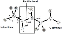 Schematic representation of the peptide bond and the observed  restraints on the conformational.