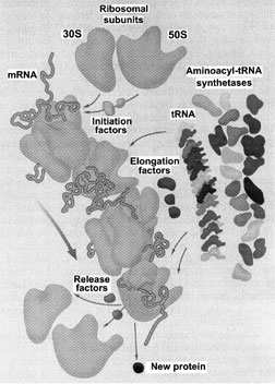 Bacterial protein synthesis. This cartoon summarizes the numerous components necessary for translation of an mRNA into its corresponding polypeptide product. Translation occurs at the ribosome, and is initiated at an AUG start codon by protein initiation factors. Aminoacyl–tRNA synthetases attach amino acids to tRNA adaptor molecules in highly specific enzymatic reactions. Each elongation cycle adds an amino acid to the growing polypeptide chain according to base-pairing interactions between each trinucleotide codon of the mRNA and the anticodon of the matching aminoacylated tRNA. Elongation factors facilitate aminoacyl tRNA selection and, following peptide bond formation, translocation of the peptidyl–tRNA and mRNA. When a stop codon is reached, release factors trigger hydrolysis of the newly synthesized protein and dissociation of ribosomal subunits. [From Zimmermann, R. A. (1995). “Protein synthesis. Ins and outs of the ribosome.” Nature 376, 391–392. © 1995 Macmillan Magazines Ltd.]