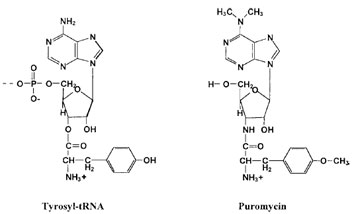 Puromycin—an AA–tRNA mimic. Puromycin (right) inhibits protein synthesis by binding in the ribosomal A-site as a mimic of tyrosyl–tRNA (left). Translation is terminated because puromycin does not have a free carboxyl group available for further elongation steps.