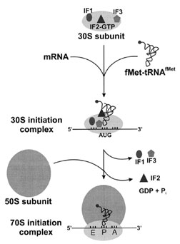 Translation initiation. In prokaryotes, three initiation factors are responsible for assembling the initiation complex prior to decoding of a message. The mRNA and initiator tRNA bind to the small ribosomal subunit in random order, with IF2 selectively binding initiator tRNA. Hydrolysis of IF2-bound GTP promotes formation of the 30S initiation complex. Initiation Factors 1 and 3 leave the complex, and the large ribosomal subunit binds to form the 70S initiation complex with release of IF2.