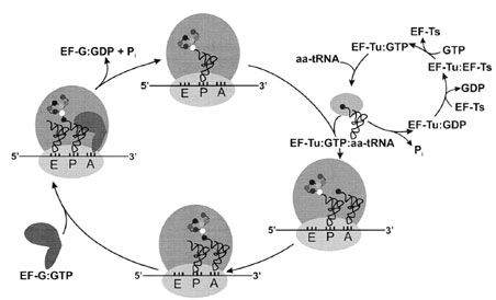 The elongation cycle. Aminoacylated tRNAs are transported to the ribosome by EF-Tu, and they are positioned in the ribosomal A-site upon hydrolysis of EF-Tu-bound GTP. Nucleotide exchange is catalyzed by EF-Ts. Following peptide bond formation, the GTPase EF-G triggers translocation of the peptidyl–tRNA from the A-site to the P-site; the empty (deacylated) tRNA exits the ribosome by way of the E-site. The mRNA moves the length of one codon in the 3´ direction, probably pulled through the ribosome by tRNA translocation.