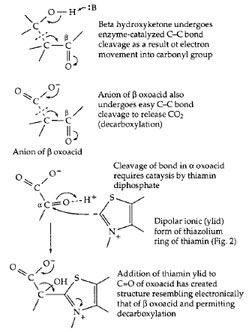 Activation of C—C bond cleavage by adjacent carbonyl group (top) and by formation of adduct with thiamin diphosphate (bottom).