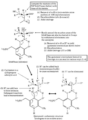 The action of pyridoxal phosphate in initiating catalysis of numerous reactions of α-amino acids. Completion of the various reactions requires a large variety of different enzyme proteins.