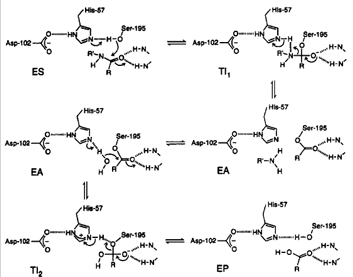 The mechanism of amide hydrolysis by α-chymotrypsin. [From Fersht, A. (1999). Structure and Mechanism in Protein Science. W. H. Freeman and Company, New York. Used with permission.]