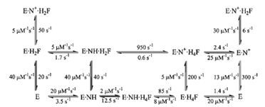 The kinetic scheme for conversion of H2F to H4F by DHFR, including the rate constants for each step at 25°C. In this scheme, NH represents NADPH and N+ represents NADP+.