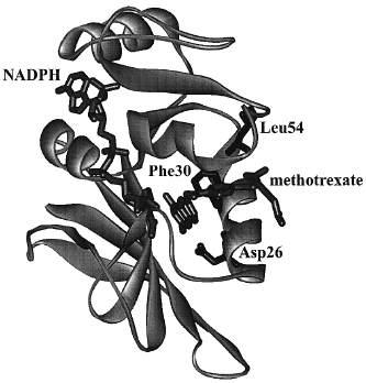 7 Crystal structure of DHFR from Lactobacillus casei with methotrexate (a strong inhibitor) and NADPH bound. Amino acid residues discussed in the text are labeled.