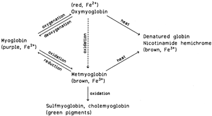 Pigment changes in fresh and heated red meat.