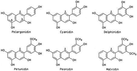 Six anthocyanidins common in foods. The electric charge shown at position 1 is delocalized over the entire structure by resonance.