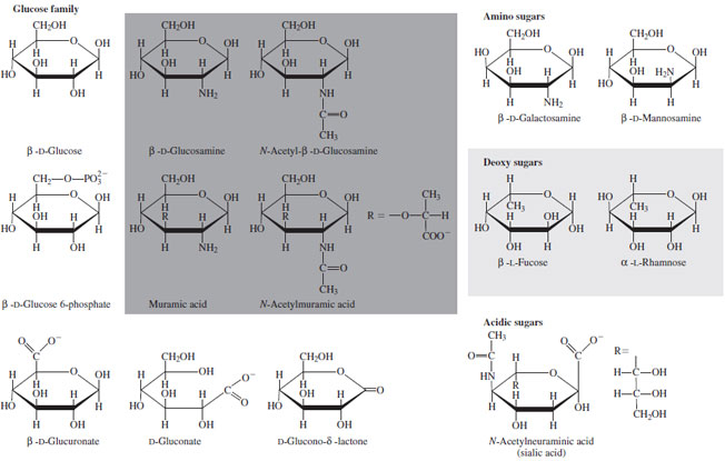 Sugars related to D-glucose that occur in nature.