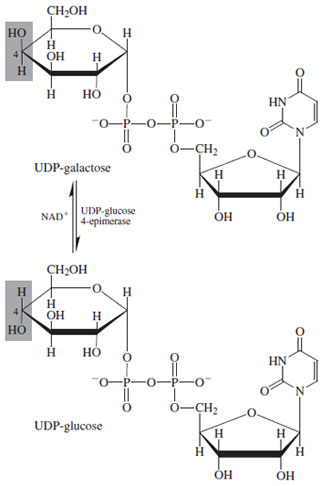 Biosynthesis of D-galactose by epimerization of uridiine diphosphoglucose.