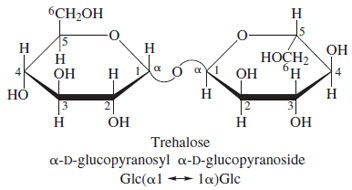Structure of trehalose, the predominant sugar present in the blood of insects.