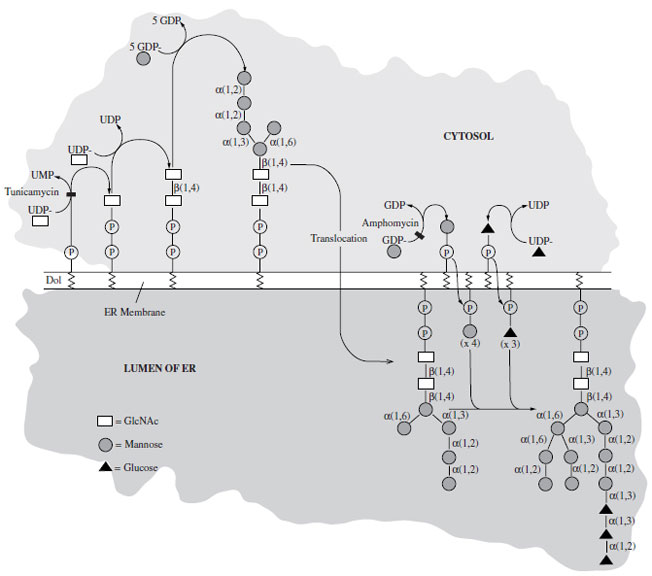 Biosynthesis of the 14-sugar, lipi D-linked oligosaccharide, the universal precursor for N-linked glycosylation.