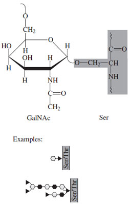 Typical O-linked, mucin-type oligosaccharide.