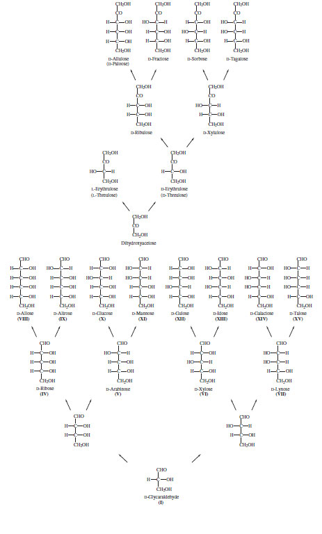 Structures of aldoses and ketoses up to six carbons in length. Monosaccharides with up to nine carbons are present in nature.