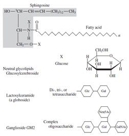 Ceramide and glycosphingolipid structures