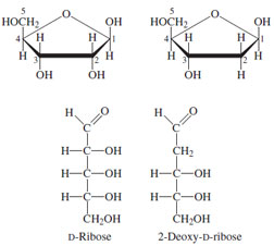 Рибоза 2 дезоксирибоза. Д И Л рибоза. Рибоза структура. Эпимеры д рибозы. Рибоза формула Фишера.