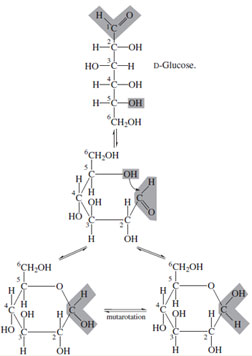 Interconversion of glucose forms in aqueous solution. The optical rotation is initially reflective of the starting material (alpha or beta) and changes (mutarotates) until equlibrium is achieved.