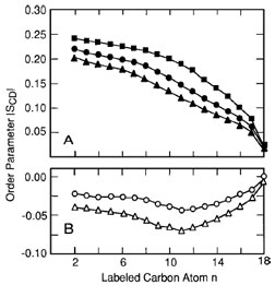 Influence of peptide P828S on the hydrocarbon chain order of 1- stearoyld 35-2-oleoyl-<em>sn-</emglycero-3- phosphoserine at 32°C. The smoothed order parameter profile derived from dePaked nuclear magnetic resonance powder patterns has lost the information characteristic for the beginning of the fatty acyl chains seen in Fig. 5. (A) 2H NMR order parameter profiles of SOPS-d35 in the absence of P828s () and at lipid/peptide molar ratios of 20:1 () and 10:1 (), respectively. (B) The peptideinduced difference in order parameters along the chain at molar lipid/peptide ratios of 20:1 () and 10:1 (). Peptide-induced order changes are largest in the bilayer center, suggesting that the peptide acts as a spacer that is located in the membrane’s interface region. [From Smondyrev and Berkowitz (2000). Biophys. J. 78, 1672.]