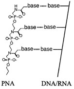 Structure of peptide nucleic acid (PNA). An artificial oligomer produced by chemical synthesis retains the ability to pair with bases, but is resistant to degradation by nucleases because its backbone does not contain the normal phosphodiester linkage.