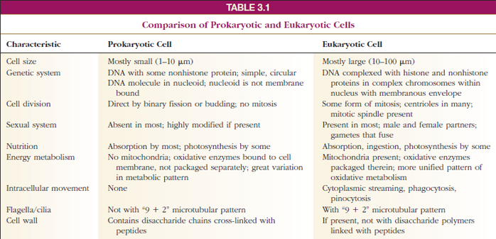 Comparison of Prokaryotic and Eukaryotic Cells