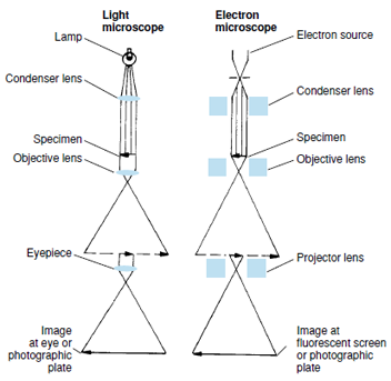 Comparison of optical paths of light and electron microscopes. To facilitate comparison, the scheme of the light microscope has been inverted from its usual orientation with light source below and image above. In an electron microscope the lenses are magnets to focus the beam of electrons.