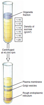 Separation of cell organelles in a density gradient by ultracentrifugation. The gradient is formed by layering sucrose solutions in a centrifuge tube, then carefully placing a preparation of mixed organelles on top. The tube is centrifuged at about 40,000 revolutions per minute for several hours, and the organelles become separated down the tube according to their density.