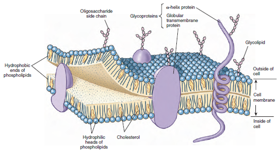 Diagram illustrating fluid-mosaic model of a cell membrane