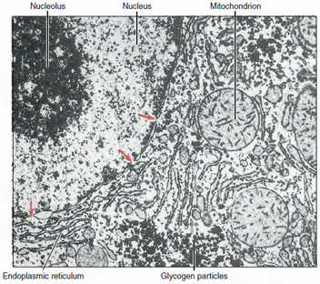 Electron micrograph of part of hepatic cell of rat showing portion of nucleus (left) and surrounding cytoplasm. Endoplasmic reticulum and mitochondria are visible in cytoplasm, and pores (arrows) can be seen in nuclear envelope. (14,000)