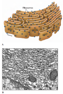 Endoplasmic reticulum. A, Endoplasmic reticulum is continuous with the nuclear envelope. It may have associated ribosomes (rough endoplasmic reticulum) or not (smooth endoplasmic reticulum). B, Electron micrograph showing rough endoplasmic reticulum. (× 28,000)