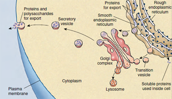 System for assembling, isolating, and secreting proteins for export in a eukaryotic cell.
