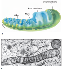 Mitochondria. A, Structure of a typical mitochondrion. B, Electron micrograph of mitochondria in cross and longitudinal section. (30,000)