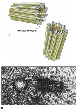 Centrioles. A, Each centriole is composed of nine triplets of microtubules arranged as a cylinder. B, Electron micrograph of a pair of centrioles, one in longitudinal (right) and one in cross section (left). The normal orientation of centrioles is at right angles to each other.