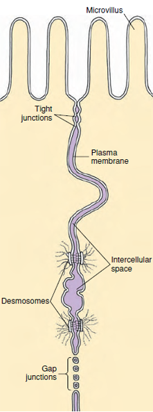 Two apposing plasma membranes forming the boundary between two epithelial cells. Various kinds of junctional complexes are found. The tight junction is a firm, adhesive band completely encircling the cell. Desmosomes are isolated “spot-welds” between cells. Gap junctions serve as sites of intercellular communication. Intercellular space may be greatly expanded in cells of some tissues.