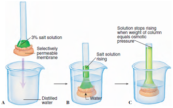 Simple membrane osmometer. A, The end of a tube containing a salt solution is closed at one end by a selectively permeable membrane. The membrane is permeable to water but not to salt. B, When the tube is immersed in pure water, water molecules diffuse through the membrane into the tube. Water molecules are in higher concentration in the beaker because they are diluted inside the tube by salt ions. Because the salt cannot diffuse out through the membrane, the volume of fluid inside the tube increases, and the level rises. C, When the weight of the column of water inside the tube exerts a downward force (hydrostatic pressure) causing water molecules to leave through the membrane in equal number to those that enter, the volume of fluid inside the tube stops rising. At this point the hydrostatic pressure is equivalent to the osmotic pressure.