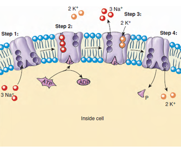 Sodium-potassium pump, powered by bond energy of ATP, maintains the normal gradients of these ions across the cell membrane. The pump works by a series of conformational changes in the permease: Step 1. Three ions of Na bind to the interior end of the permease, producing a conformational (shape) change in the protein complex. Step 2. The complex binds a molecule of ATP and cleaves it. Step 3. The binding of the phosphate group to the complex induces a second conformational change, passing the three Na ions across the membrane, where they are now positioned facing the exterior. This new conformation has a very low affinity for the Na ions, which dissociate and diffuse away, but it has a high affinity for K ions and binds two of them as soon as it is free of the Na ions. Step 4. Binding of the K ions leads to another conformational change in the complex, this time leading to dissociation of the bound phosphate. Freed of the phosphate, the complex reverts to its original conformation, with the two K ions exposed on the interior side of the membrane. This conformation has a low affinity for K ions so that they are now released, and the complex has the conformation it started with, having a high affinity for Na ions.