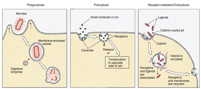 Three types of endocytosis. In phagocytosis the cell membrane binds to a large particle and extends to engulf it. In potocytosis small areas of cell membrane, bearing specific receptors for a small molecule or ion, invaginate to form caveolae. Receptor-mediated endocytosis is a mechanism for selective uptake of large molecules in clathrin-coated pits. Binding of the ligand to the receptor on the surface membrane stimulates invagination of pits.