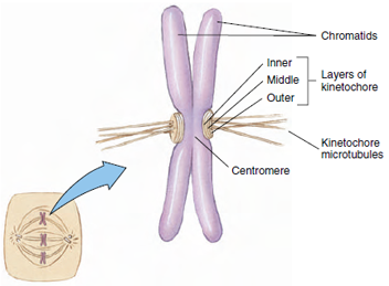 Structure of a metaphase chromosome. The sister chromatids are still attached at their centromere. Each chromatid has a kinetochore, to which the kinetochore fibers are attached. Kinetochore microtubules from each chromatid run to one of the centrosomes, which are located at opposite poles.