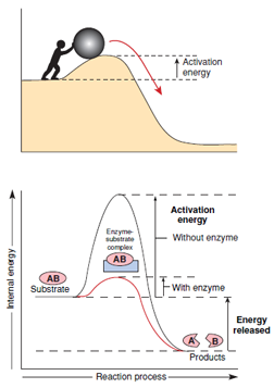 Energy changes during enzyme catalysis of a substrate. The overall reaction proceeds with a net release of energy (exergonic). In the absence of an enzyme, substrate is stable because of the large amount of activation energy needed to disrupt strong chemical bonds. The enzyme reduces the energy barrier by forming a chemical intermediate with a much lower internal energy state.
