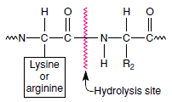 High specificity of trypsin. It splits only peptide bonds adjacent to lysine or arginine.