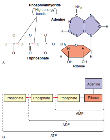 Structure of ATP. B, ATP formation from ADP.