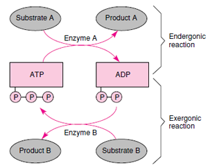 A coupled reaction. The endergonic conversion of substrate A to product A will not occur spontaneously but requires an input of energy from another reaction involving a large release of energy. ATP is the intermediate through which the energy is shuttled.